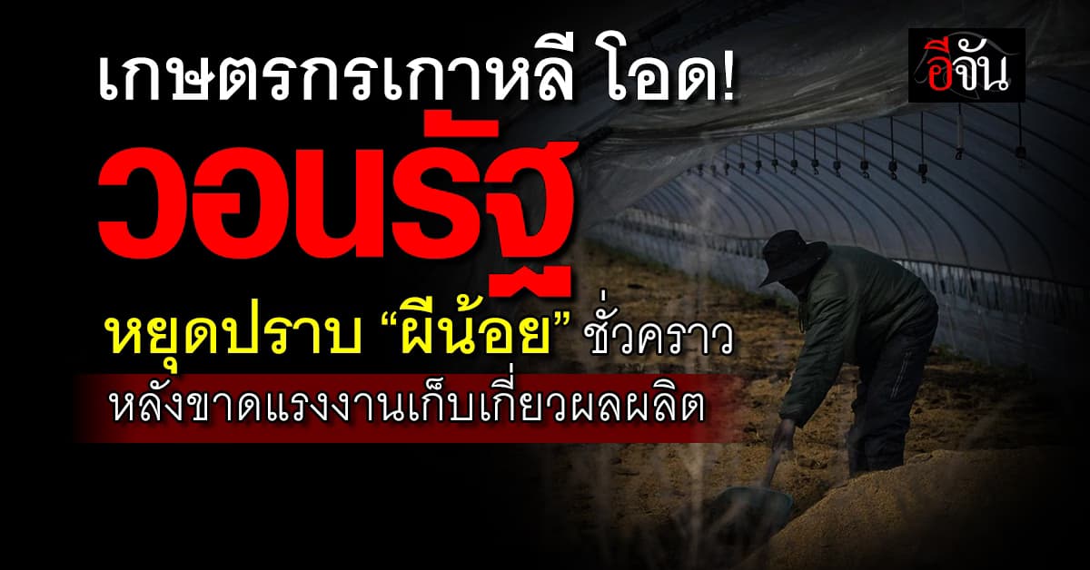 เกษตรกรเกาหลี โอด! วอนรัฐ หยุดปราบ “ผีน้อย” ชั่วคราว