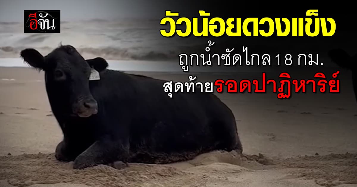 วัวถูกน้ำท่วมซัดไกล 18 กิโลเมตร สุดท้ายรอดปาฏิหาริย์