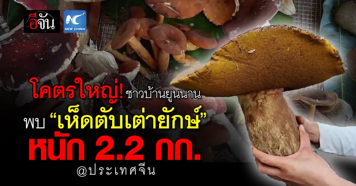 ใหญ่โคตรๆ! ชาวบ้านยูนนาน พบ “เห็ดตับเต่ายักษ์”หนัก 2.2 กก.  