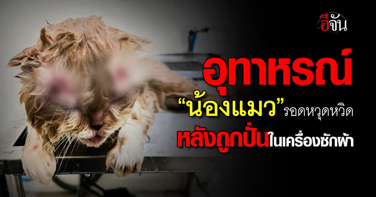 เจ้าของใจสลาย! “น้องแมว” ถูกปั่นในเครื่องซักผ้านาน 10 นาที ยัน! รักษาเต็มที่