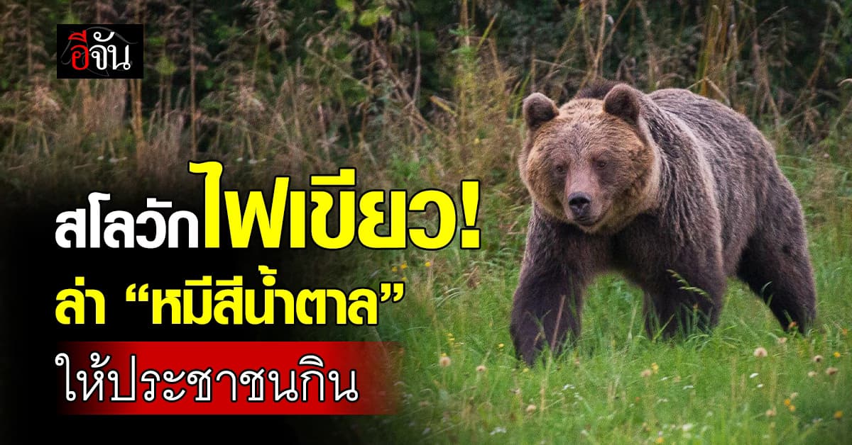 สโลวาเกียไฟเขียว ล่า “หมีสีน้ำตาล” ลดอัตราทำร้ายคน