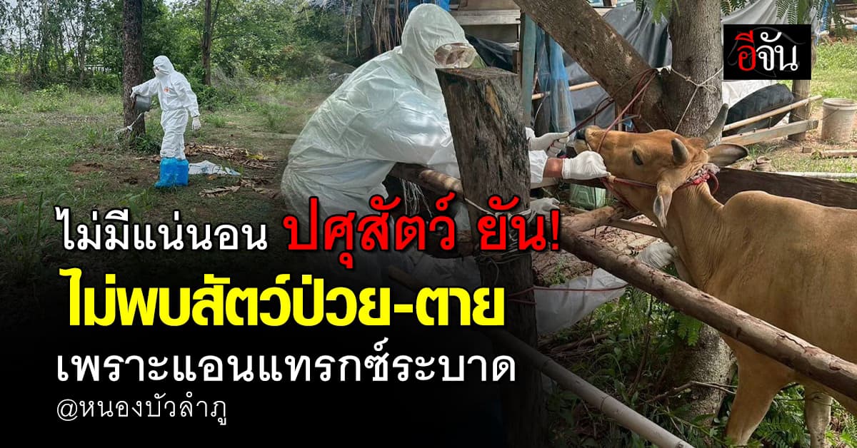 ปศุสัตว์ เผย ผลตรวจแล็ป ไม่พบสัตว์ป่วย-ตาย จากโรค แอนแทรกซ์ 