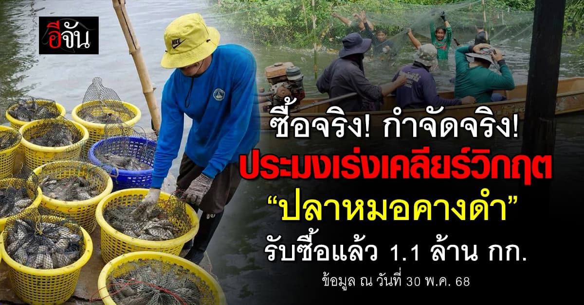 กรมประมง เร่งเคลียร์วิกฤติ “ปลาหมอคางดำ” ยัน รับซื้อจริง