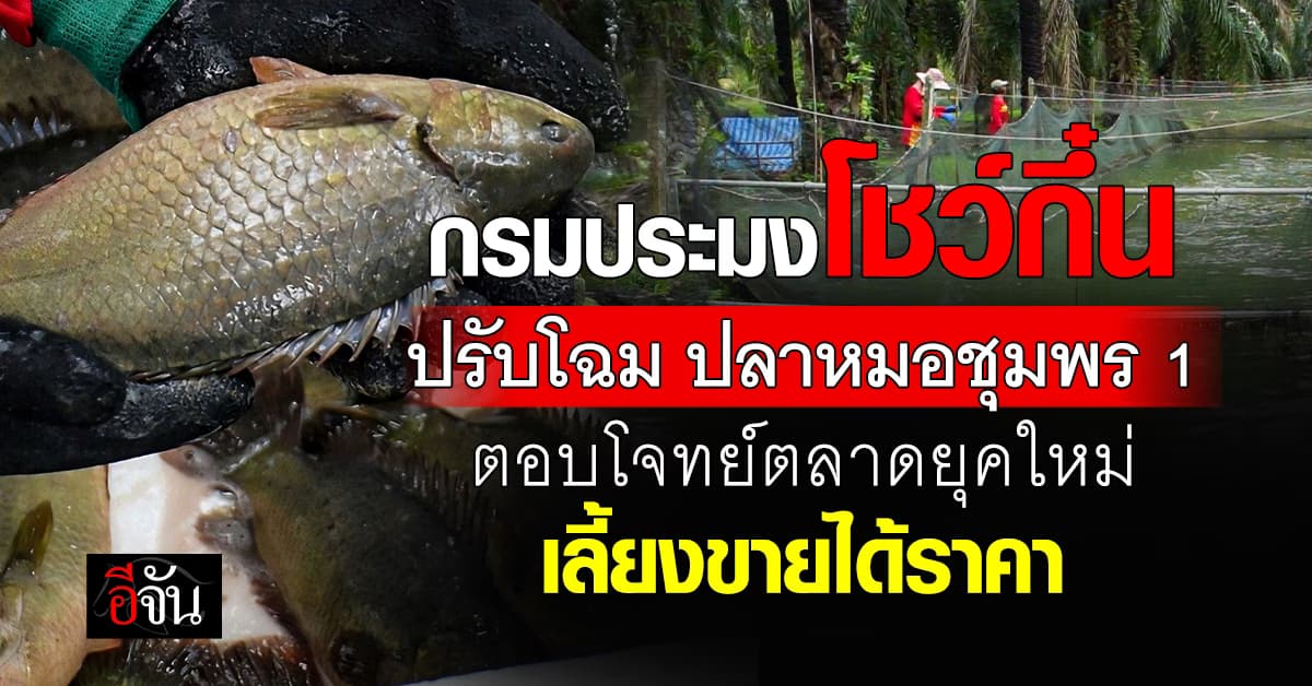 กรมประมง เปิดตัว “ปลาหมอชุมพร 1” สายพันธุ์สัตว์น้ำเศรษฐกิจ ตอบโจทย์ตลาดยุคใหม่