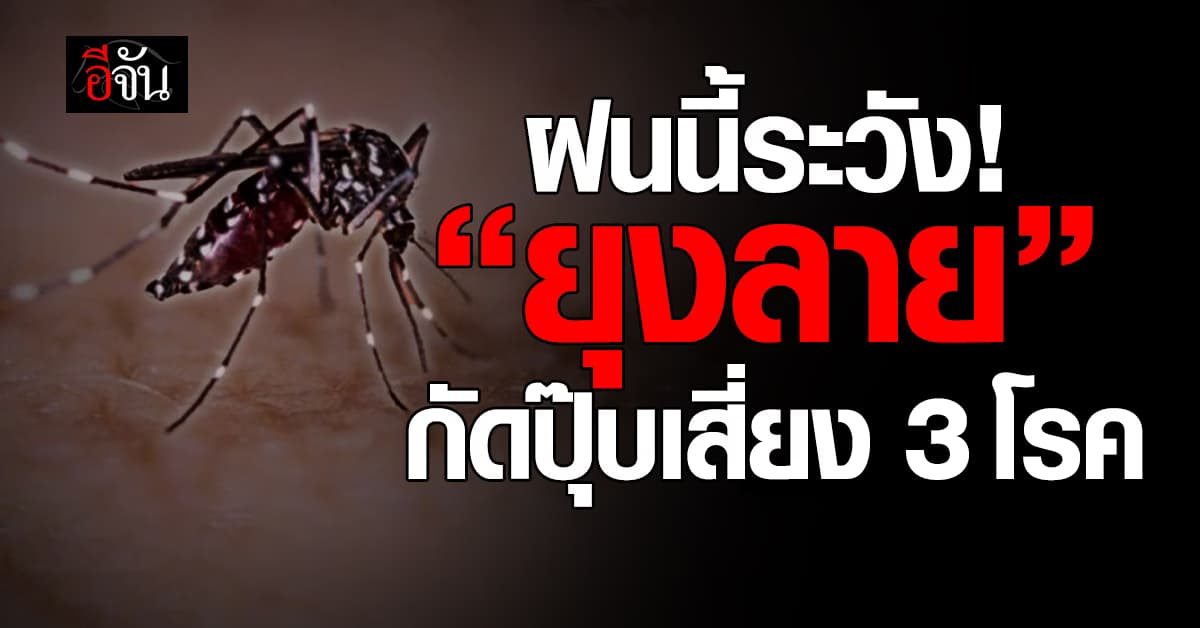 เเค่นึกก็คันยิบๆ! หน้าฝนนี้ “ยุงลาย”มา โดนกัดปุ๊ปเสี่ยง 3 โรคนี้ 