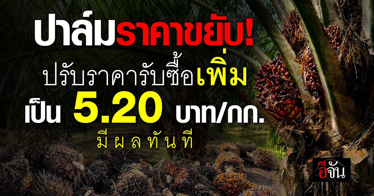ปาล์มราคาขยับ! “พาณิย์” ปรับราคารับซื้อเพิ่ม เป็น 5.20 บาท/กก. มีผลทันที