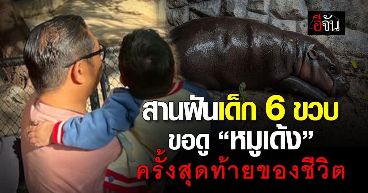 สวนสัตว์เปิดเขาเขียว สานฝันเด็ก 6 ขวบ ขอดู “หมูเด้ง” ครั้งสุดท้ายของชีวิต 
