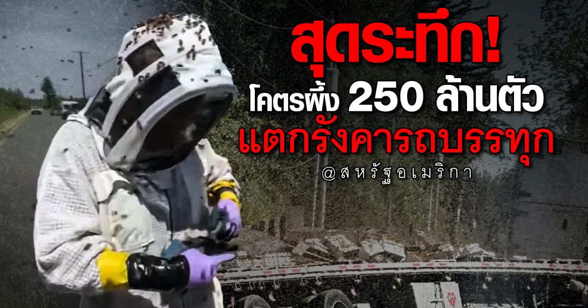 สหรัฐระทึก! ผึ้ง 250 ล้านตัว แตกรังหลังรถบรรทุกคว่ำ