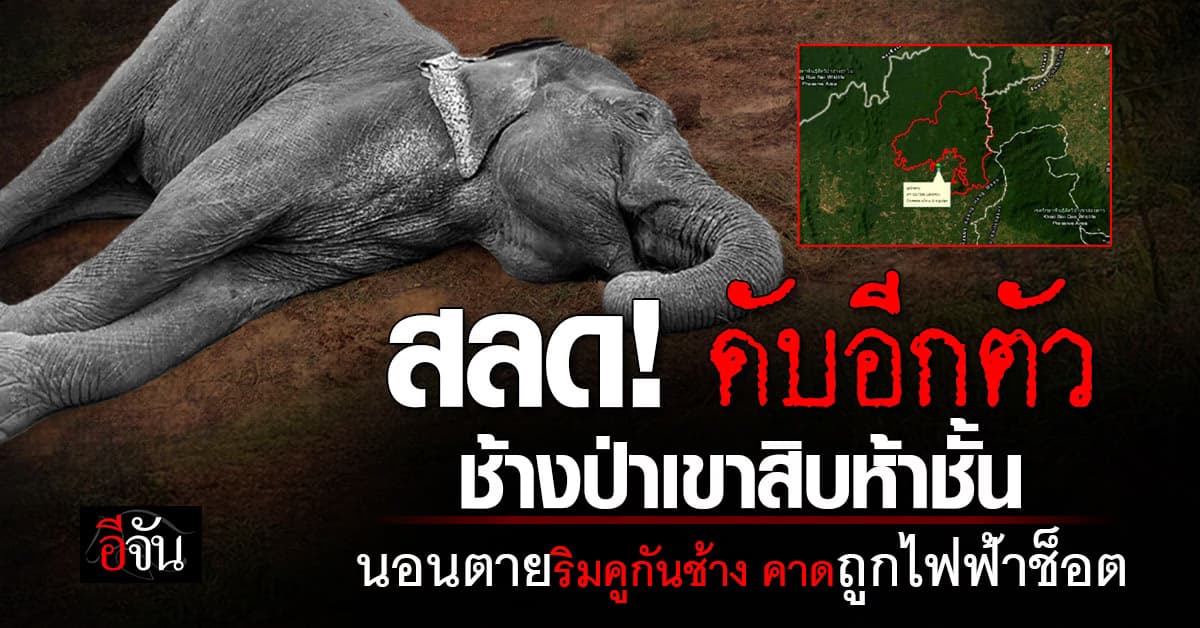 ดับอีกช้างป่า! อช.เขาสิบห้าชั้น คาดถูกไฟฟ้าช็อต 