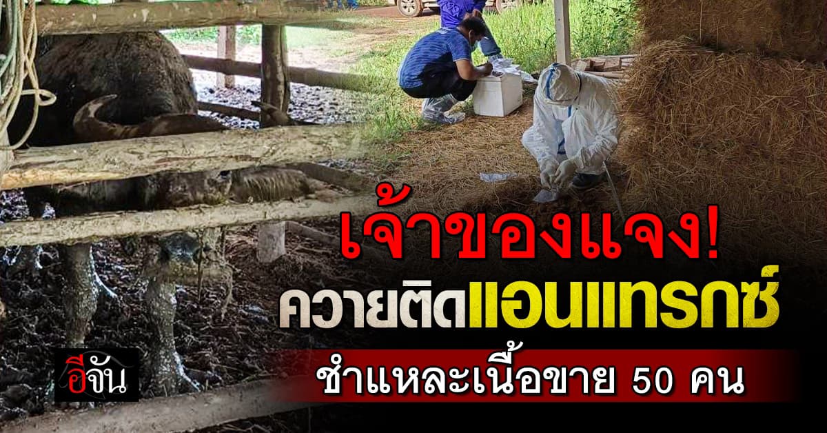 เจ้าของแจง! ควายติดเชื้อแอนแทรกซ์ ชำแหละเนื้อขาย 50 คน