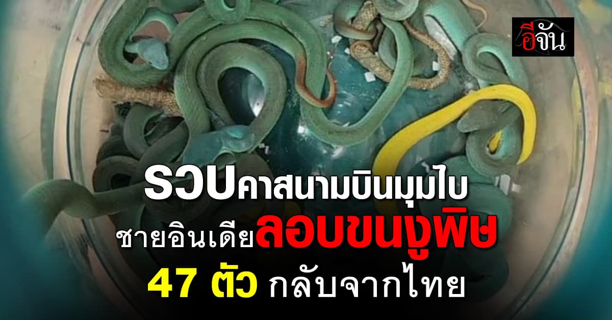 รวบคาสนามบินมุมไบ ชายอินเดียลอบขนงูพิษ 47 ตัว กลับจากไทย 