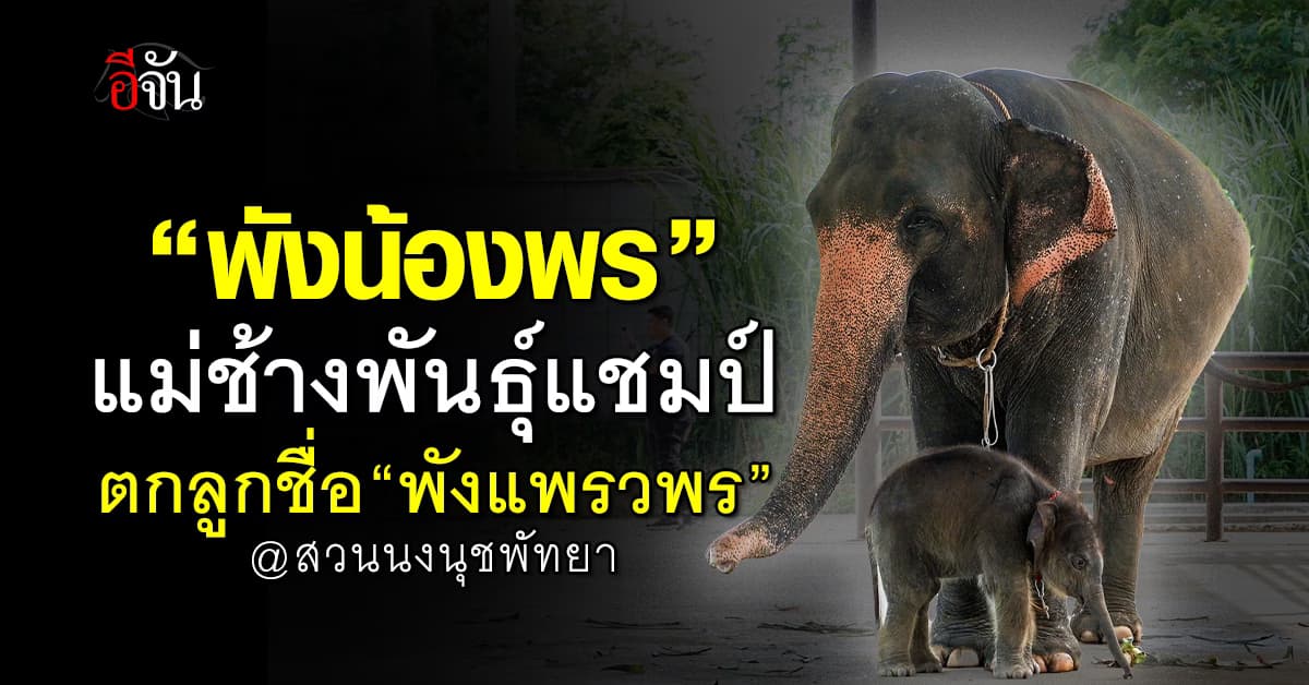 สวนนงนุช รับขวัญลูกช้างตัวใหม่ “พังเเพรวพร” ช้างเชือกที่ 4 ของปี 
