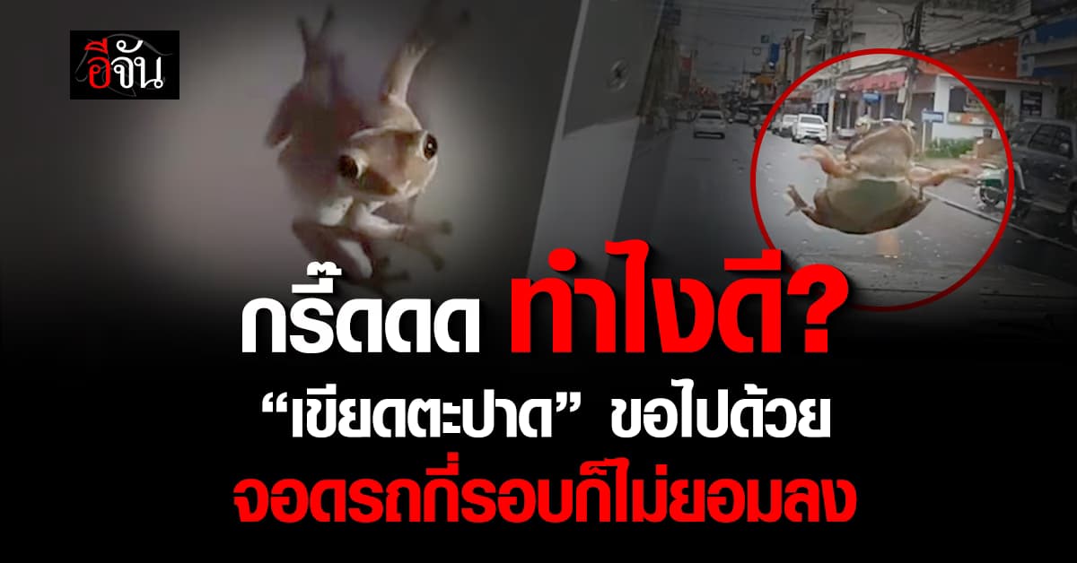 กรี๊ดดด ทำไงดี? “เขียดตะปาด” ขอติดรถไปบ้านด้วย จอดรถกี่รอบก็ไม่ยอมลง