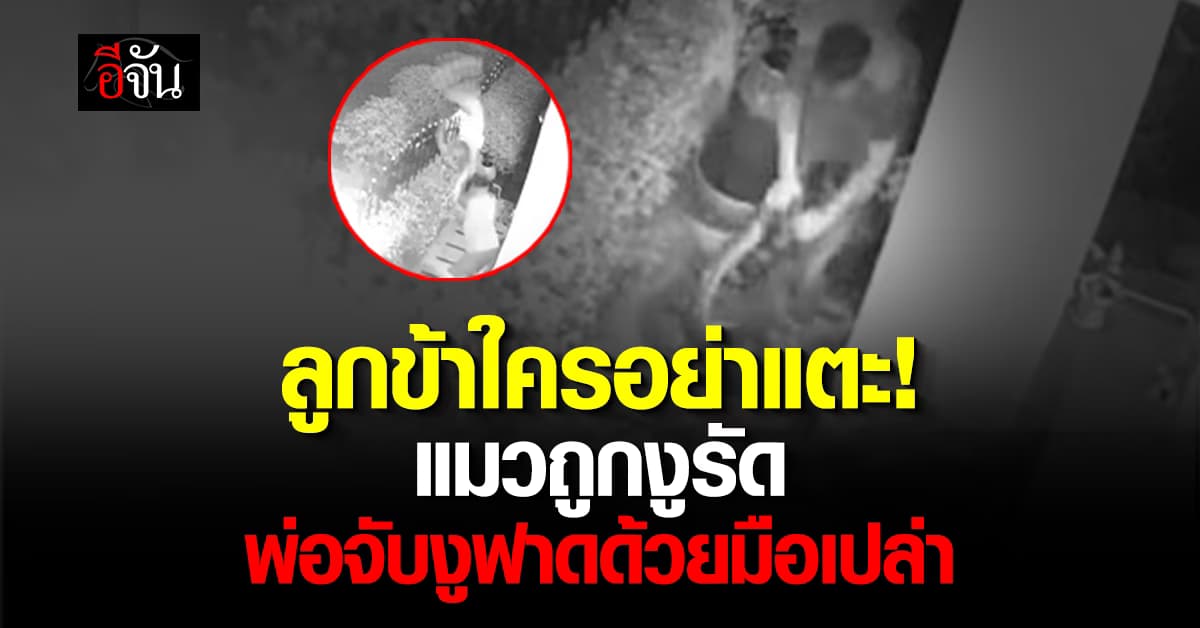 ลูกข้าใครอย่าแตะ! แมวถูกงูรัด พ่อจับงูฟาดด้วยมือเปล่า 