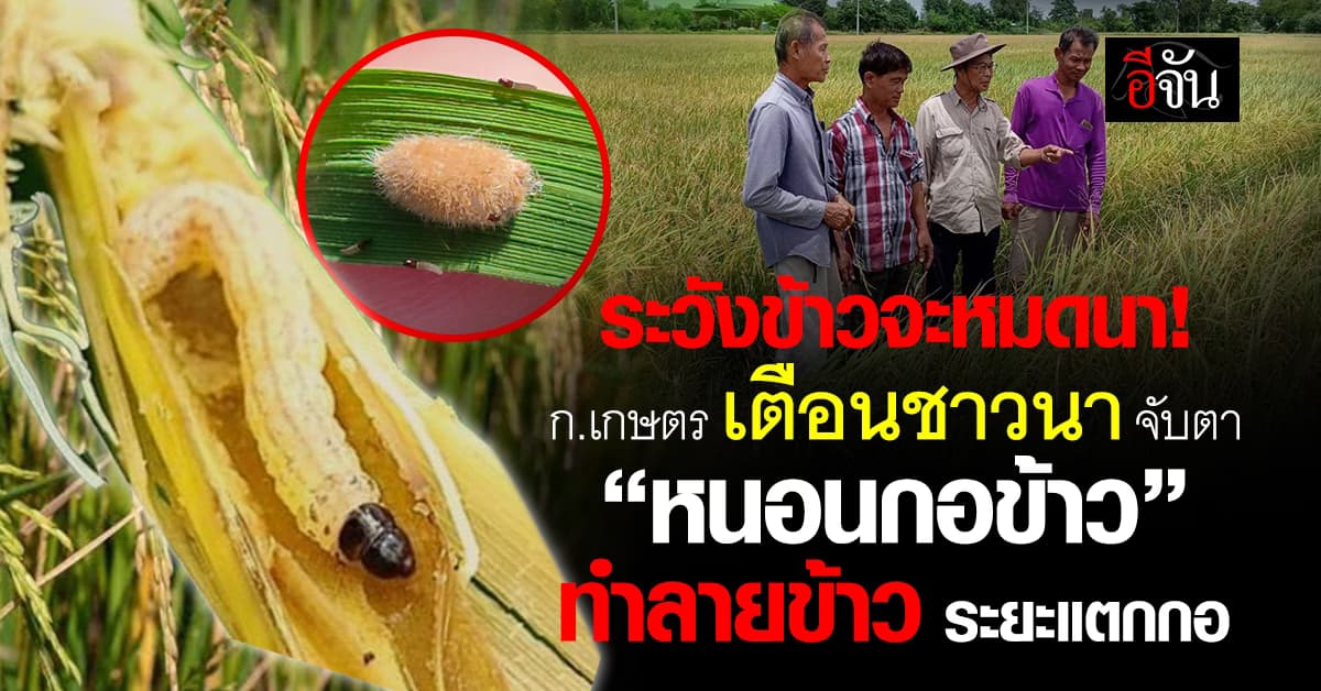 ก.เกษตร เตือนชาวนา เฝ้าระวัง “หนอนกอข้าว” บุกนาข้าว เสี่ยงรายได้สูญ