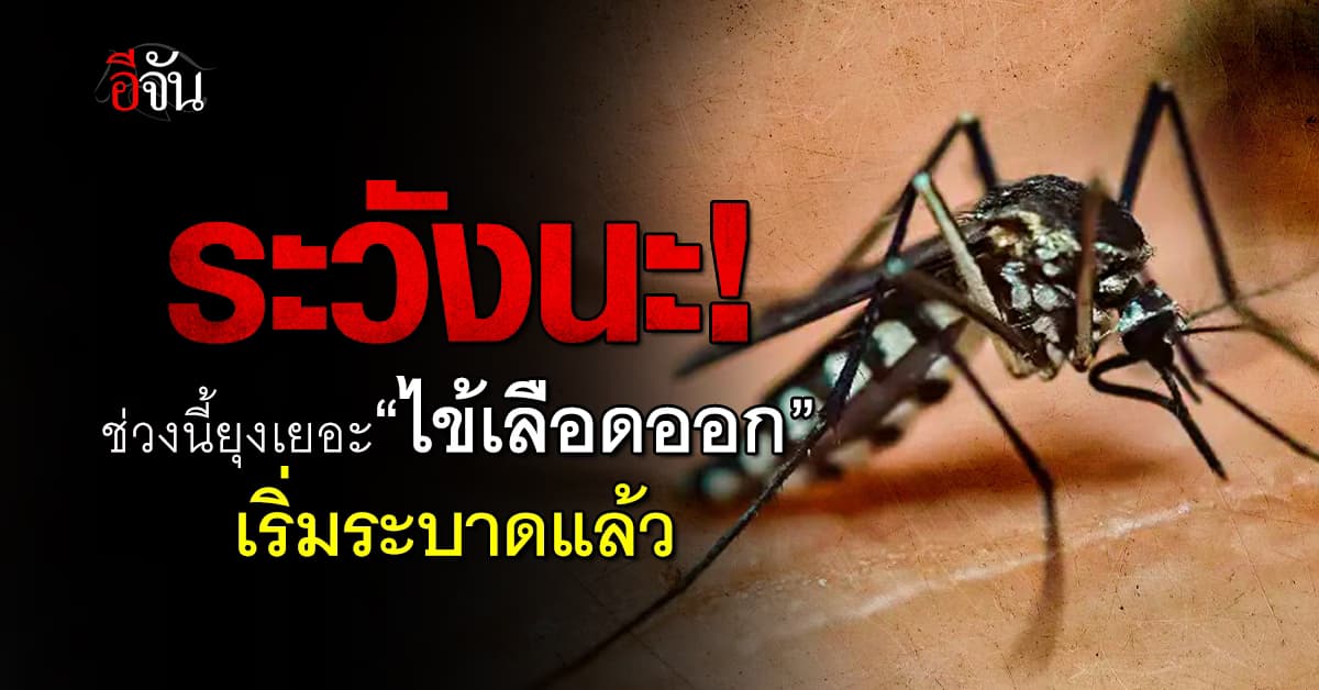 ภัยร้ายจากยุงลาย! หมอ เตือน ช่วงนี้ยุงเยอะ “ไข้เลือดออก” เริ่มระบาดแล้ว 