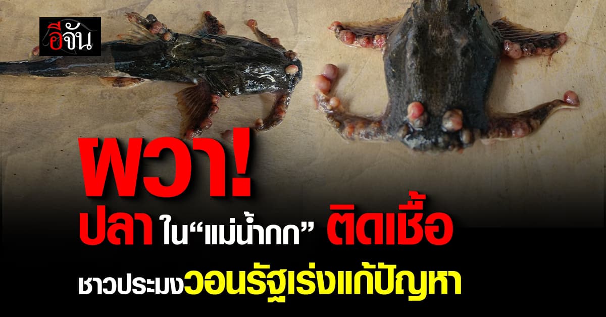 วิกฤต! พบปลาติดเชื้อในแม่น้ำ ทำชาวประมงอ่วม “ไม่มีใครซื้อปลา” วอนรัฐเร่งแก้ไข