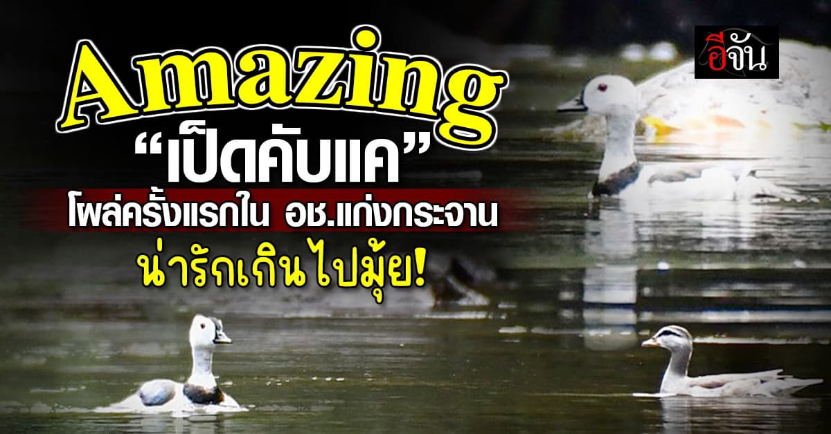 แก่งกระจาน เผยภาพสัตว์ป่าหลากหลายชนิด ย้ำความอุดมสมบูรณ์ขั้นสุด!