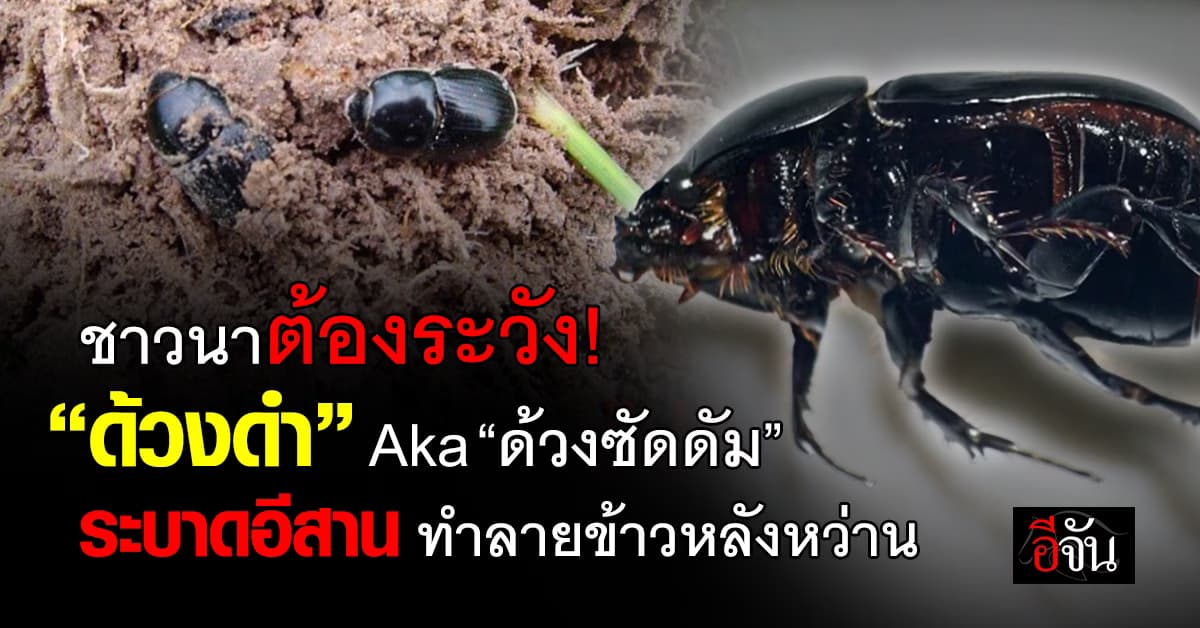 กรมการข้าว เตือน ด้วงดำระบาดนาภาคอีสาน พร้อมแนะวิธีป้องกัน