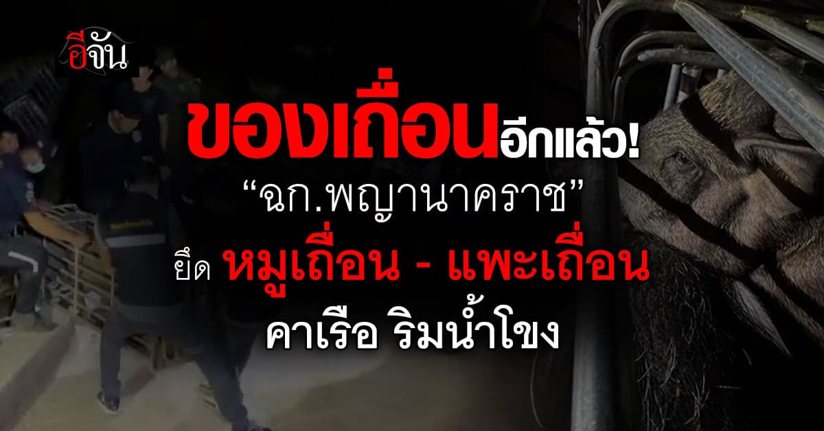 “ฉก.พญานาคราช” ยึด หมูเถื่อน 24 ตัว – แพะเถื่อน 8 ตัว ริมน้ำโขง เตรียมขนเข้าไทย
