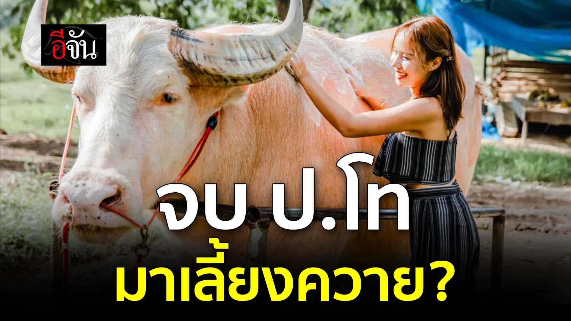 🎬 จบ ป.โท แต่ทำไมถึงมา เลี้ยงควาย ?