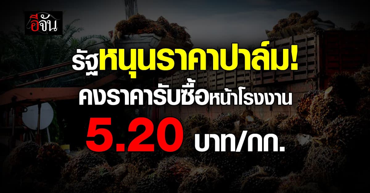 รัฐหนุนราคาปาล์ม! คงราคารับซื้อหน้าโรงงาน 5.20 บาท/กก. ลานเทห้ามต่ำกว่า 4.70 บาท