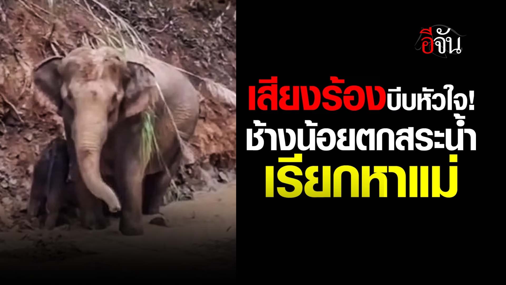 🎬 เสียงร้องบีบหัวใจ ! ช้างน้อยตกสระน้ำ เรียกหาแม่