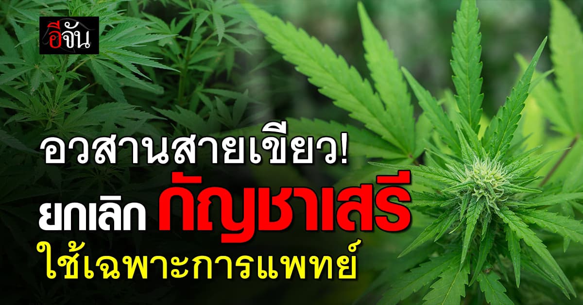 สธ. ยกเลิก “กัญชาเสรี” ใช้เฉพาะทางการแพทย์