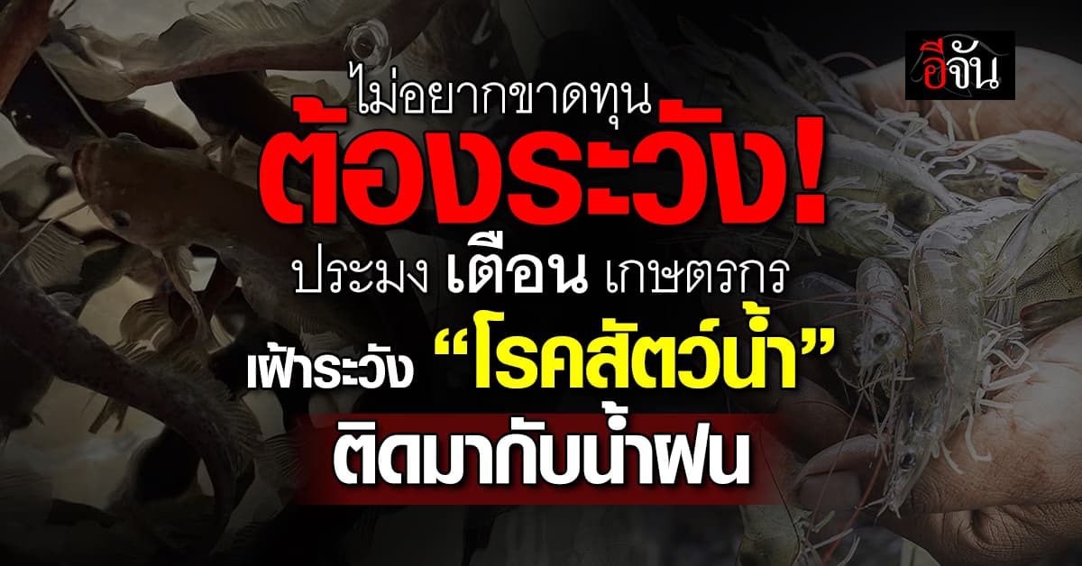 ฝนมาต้องระวัง กรมประมง เตือนเกษตรกร เฝ้าระวัง โรคสัตว์น้ำ ที่มาพร้อมกับหน้าฝน