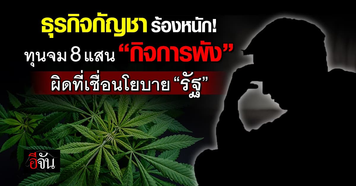 ธุรกิจกัญชาโอด! ทุนจม 8 แสน “กิจการพัง” ผิดที่เชื่อนโยบาย “รัฐ”