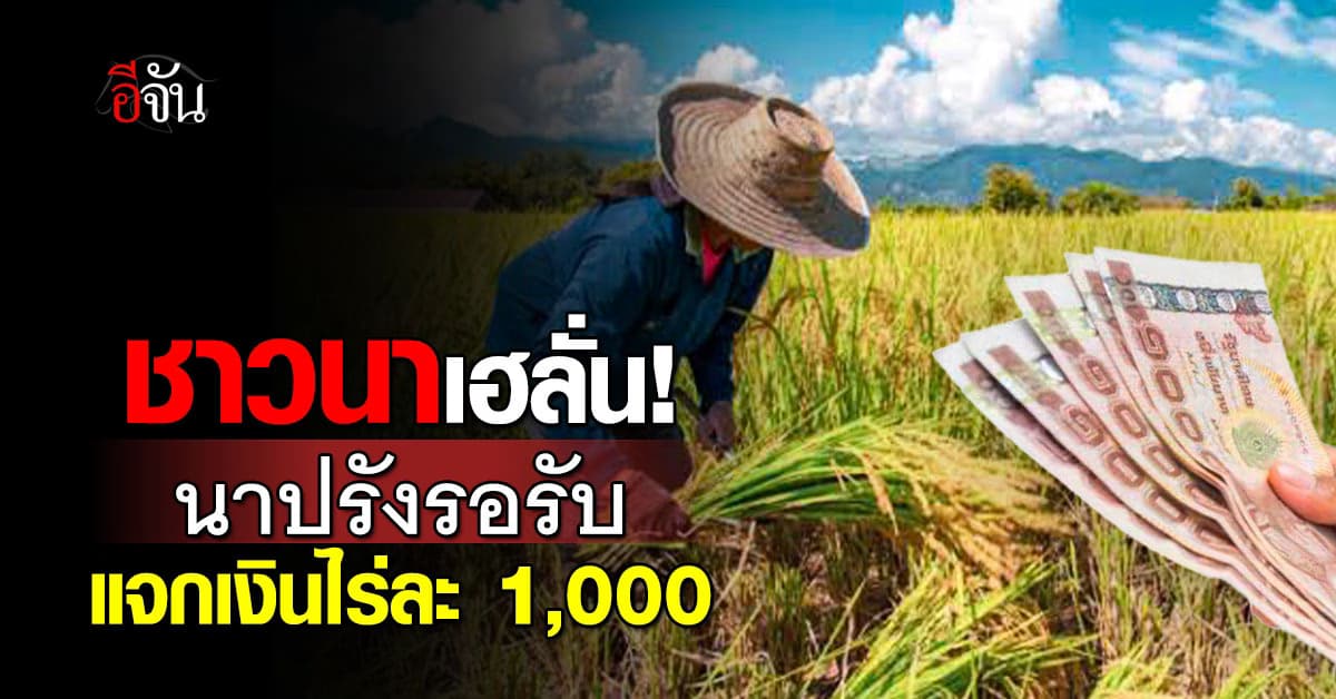 ชาวนาเฮลั่น! นาปรังรอเลย เงินไร่ละ 1,000
