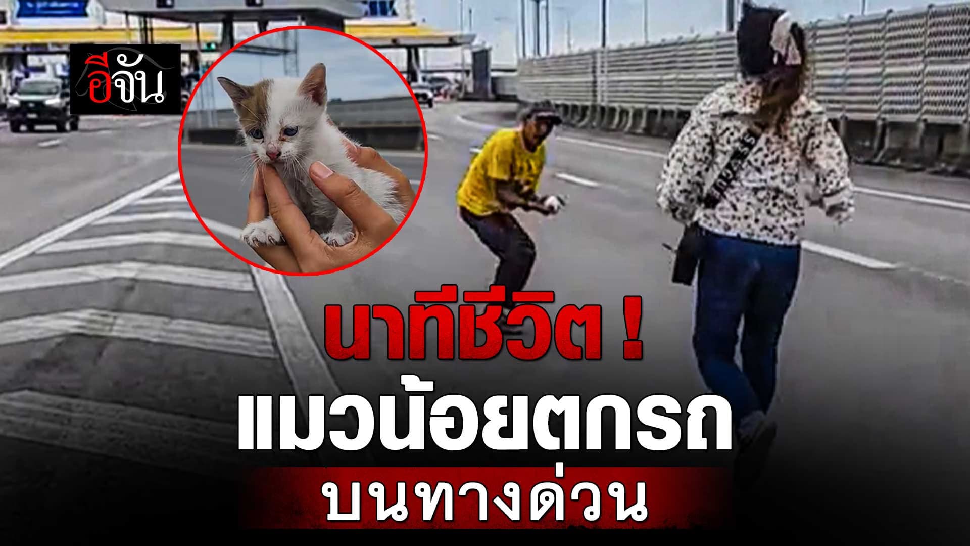 🎬 นาทีชีวิต แมวน้อยตกรถ บนทางด่วน