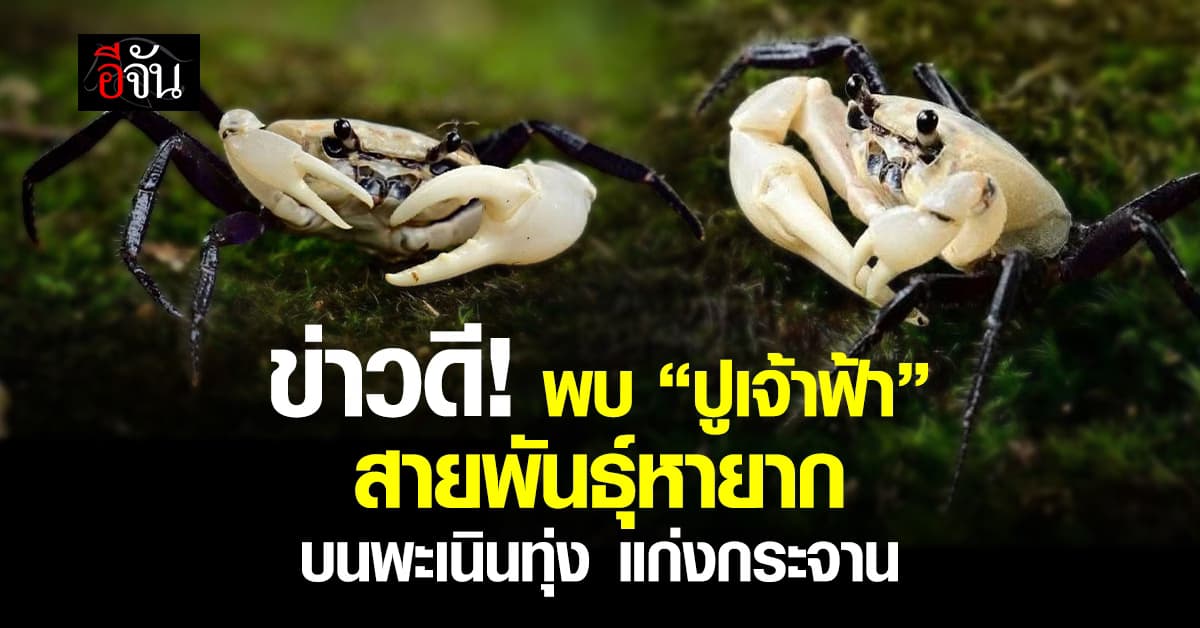 พบ “ปูเจ้าฟ้า” สายพันธุ์หายาก บนพะเนินทุ่ง แก่งกระจาน ผืนป่ามรดกโลก 