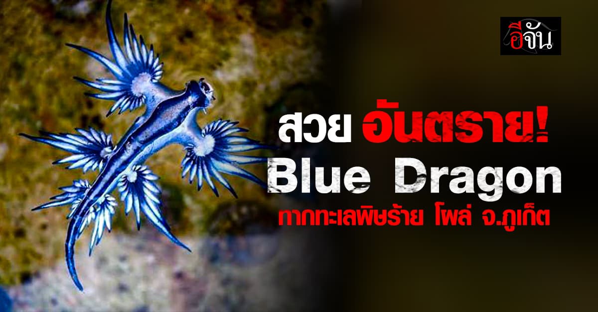สวยอันตราย! Blue Dragon ทากทะเลพิษร้าย โผล่ จ.ภูเก็ต 