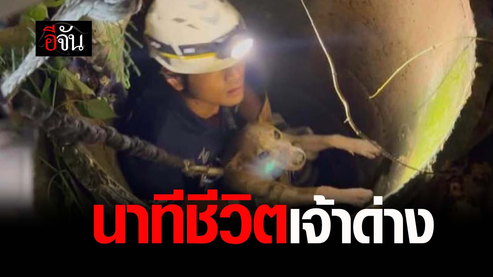 🎬 นาทีชีวิตเจ้าด่าง