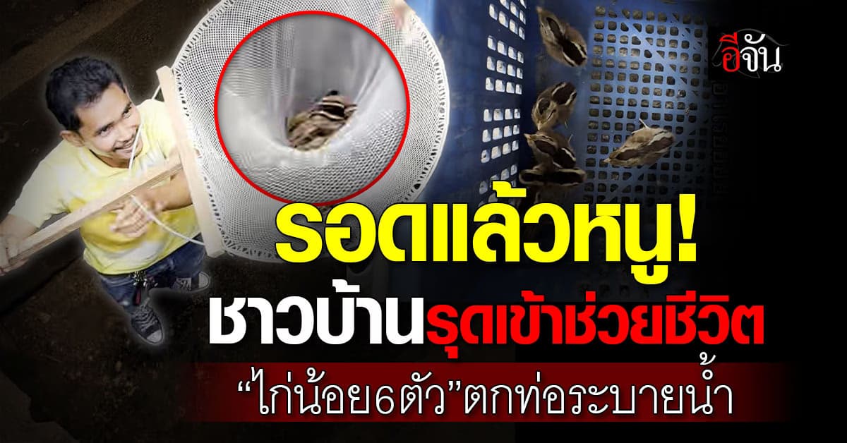 รอดแล้ว! ชาวบ้านรุดเข้าช่วยชีวิต “ไก่น้อย 6 ตัว” ตกท่อระบายน้ำ 