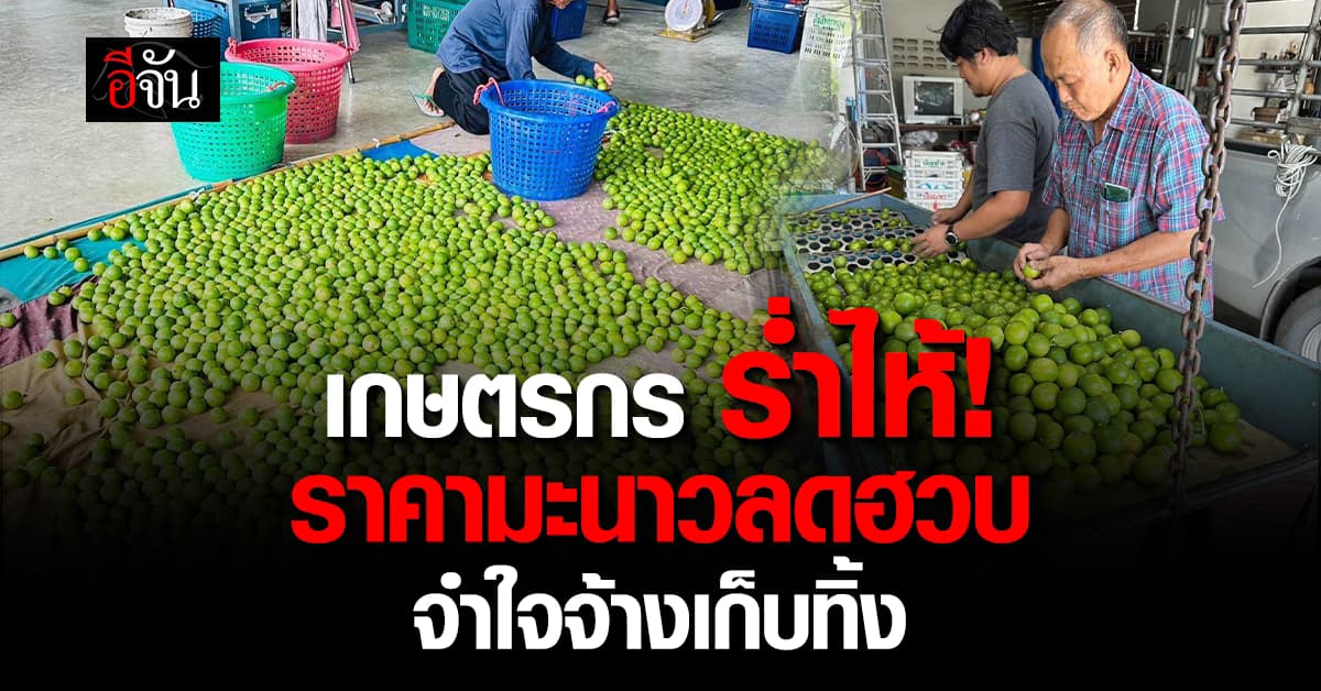 วอนช่วยเหลือ! ราคามะนาวดิ่งเกินต้นทุน จนต้องจ้างเก็บทิ้ง 