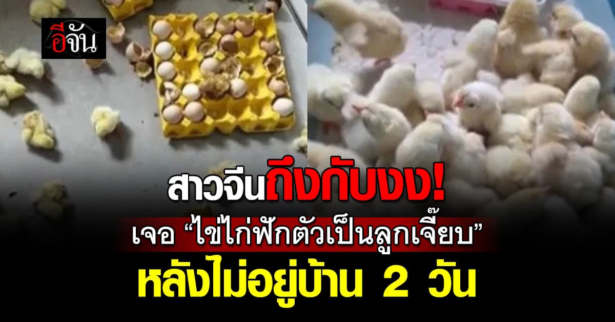 อึ้ง! สาวจีนงงเปิดบ้านมาเจอ ”ลูกเจี๊ยบ” หลังไม่อยู่บ้านสองวัน 