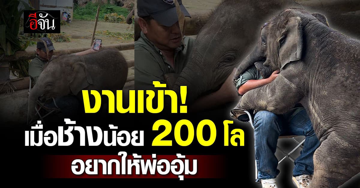 งานเข้า ชาวเน็ตแห่แซว!  “ช้างตัวน้อย หนัก 200 โล” อยากให้พ่ออุ้ม 