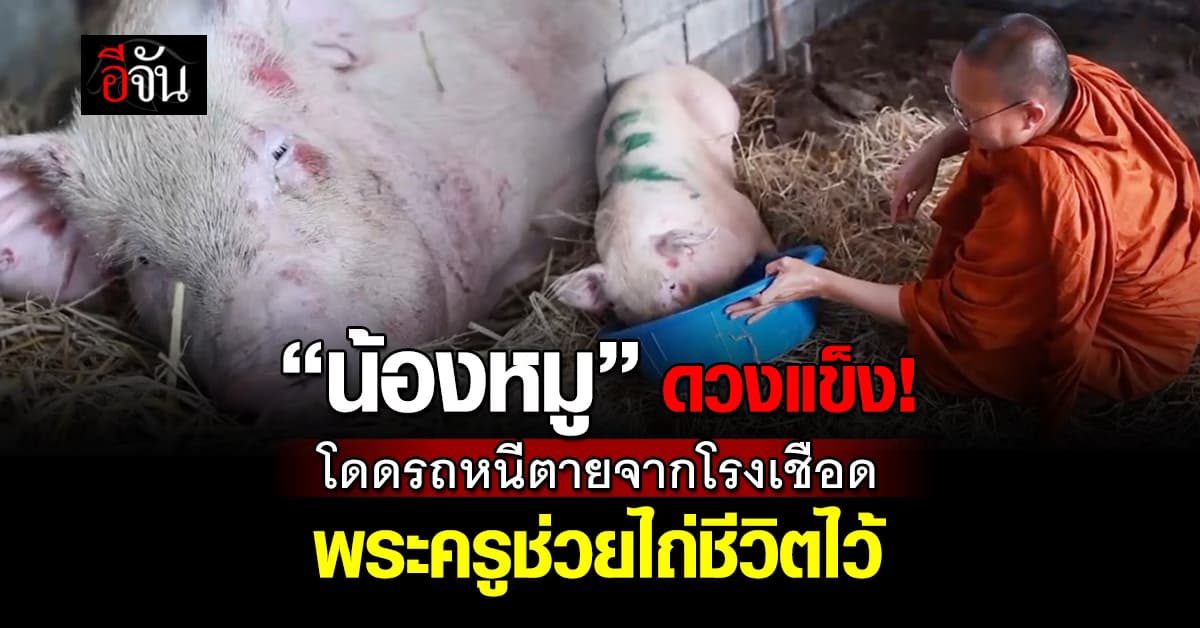 “น้องหมู” ยอมเจ็บตัว โดดรถหนีตายจากการเข้าโรงเชือด  