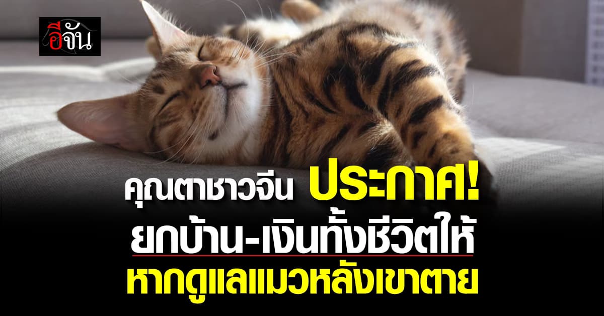 คุณตาชาวจีน ประกาศ! ยกบ้าน-เงินทั้งชีวิตให้ หากดูแลแมวหลังเขาตาย 