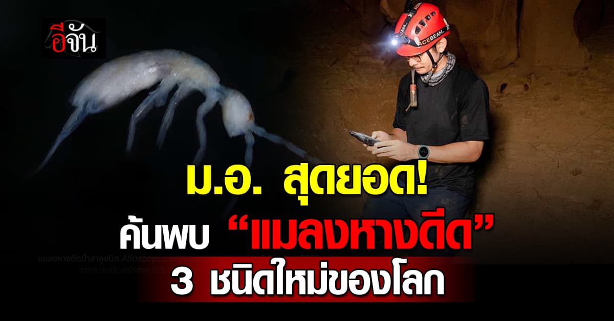 ม.อ. ค้นพบ “แมลงหางดีด” 3 ชนิดใหม่ของโลก