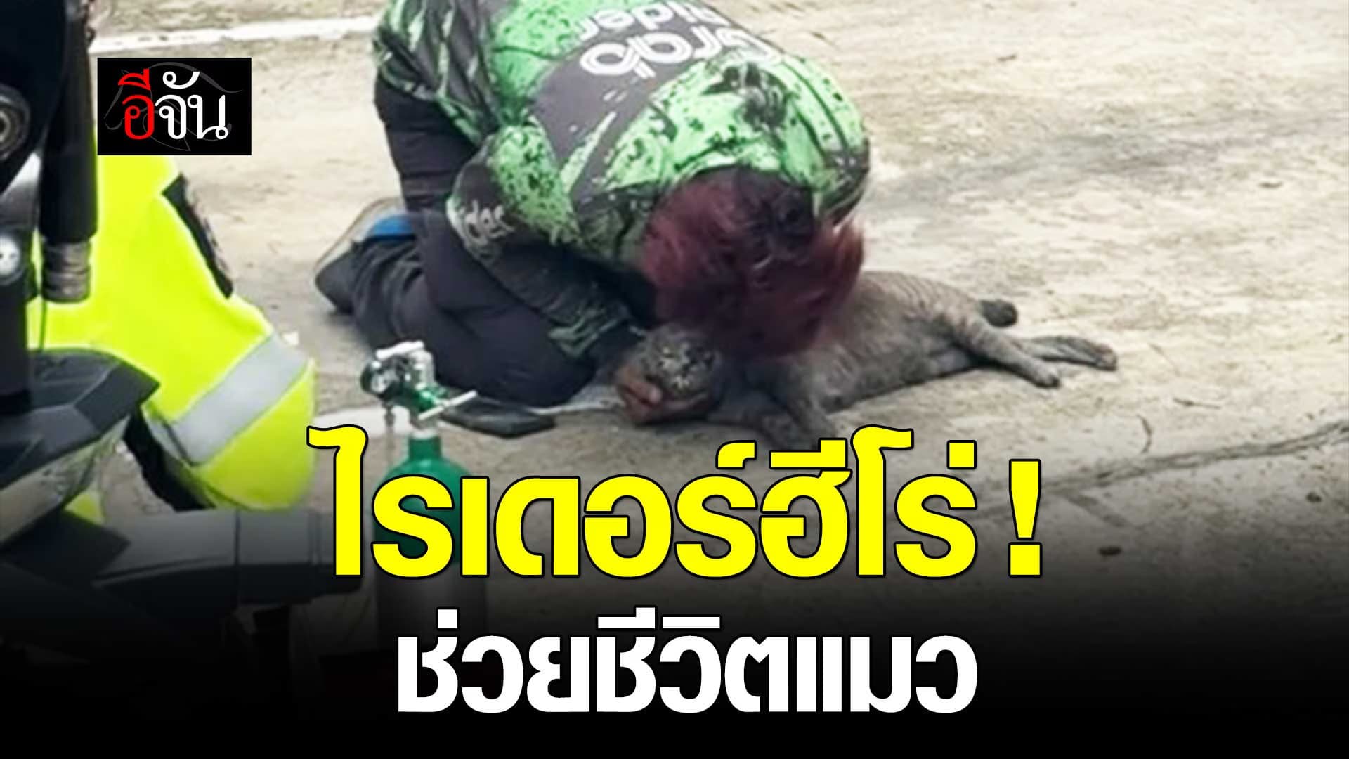 🎬 ไรเดอร์ฮีโร่ ! ช่วยชีวิตแมว