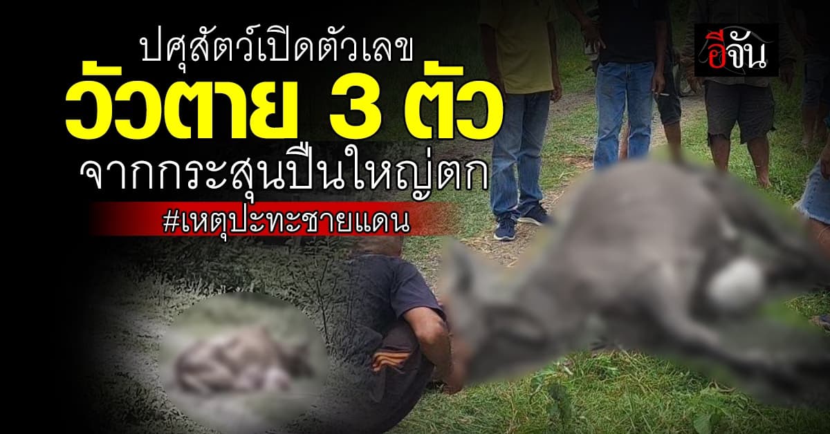 ปศุสัตว์ เปิดตัวเลขน่าสลด วัว เกษตรกร ตาย 3 ตัว ไก่อีก 2