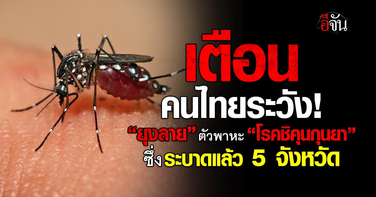 ไทยระวัง! “ยุงลาย” ตัวพาหะนำ “โรคชิคุนกุนยา” หน้าฝนนี้ระบาดหนักในหลายพื้นที่