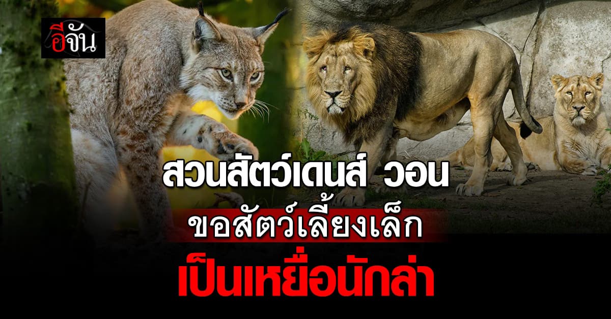 สวนสัตว์เดนมาร์ก วอนประชาชน ขอสัตว์เล็ก เป็นเหยื่อนักล่า