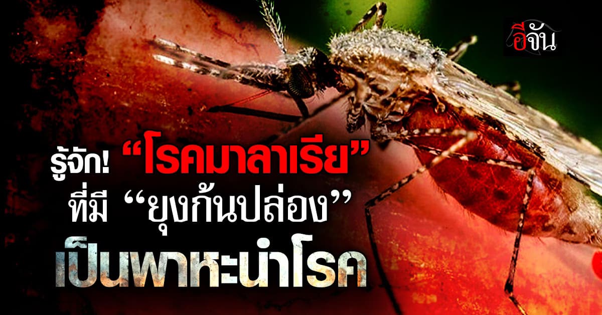 รู้จัก! “โรคมาลาเรีย” ภัยเงียบจากยุงก้นปล่อง รู้เท่าทันอาการ-วิธีรักษา 