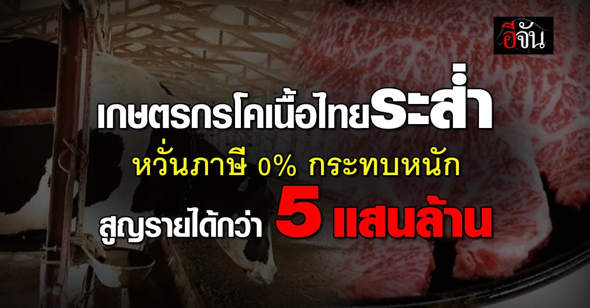 เกษตรกรผู้เลี้ยงโคเนื้อไทยระส่ำ หวั่นเปิดนำเข้า 0% เจ็บหนัก