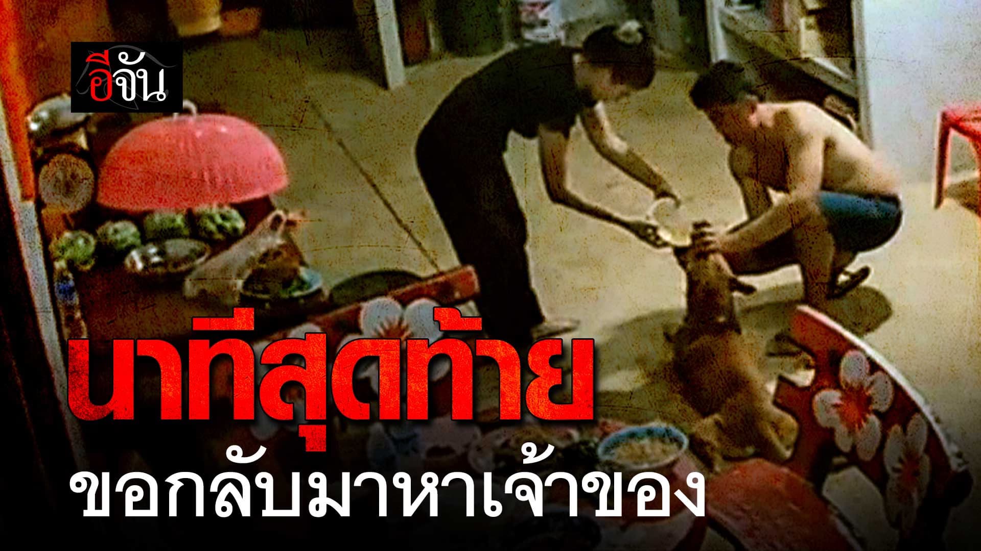 🎬 นาทีสุดท้าย หมาโดนยาเบื่อ ขอกลับมาหาเจ้าของ