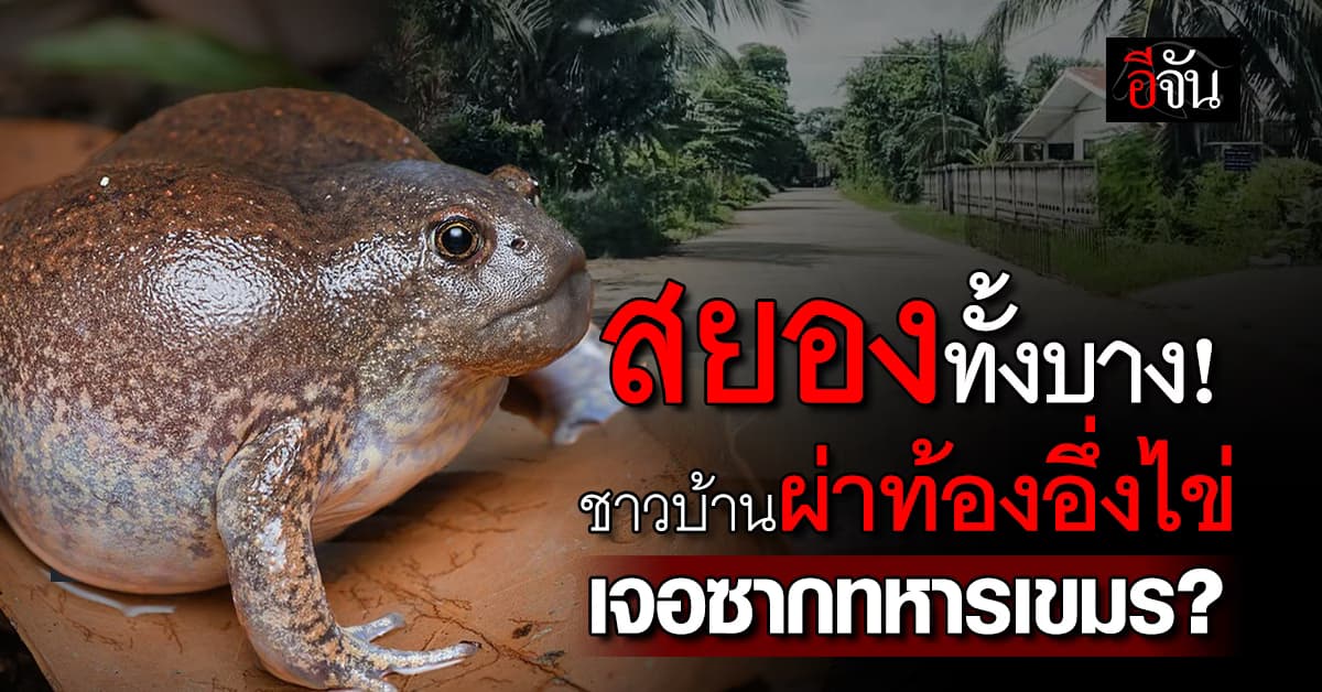 ชาวสุรินทร์ ไม่กล้ากินอึ่ง! หลังมีคนผ่าท้องอึ่งไข่ เจอซากศพทหารเขมร? 